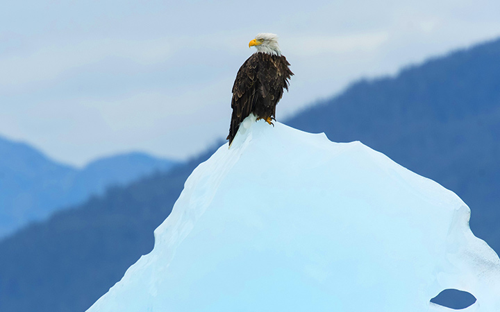 Scalo Holkham Bay Glacier